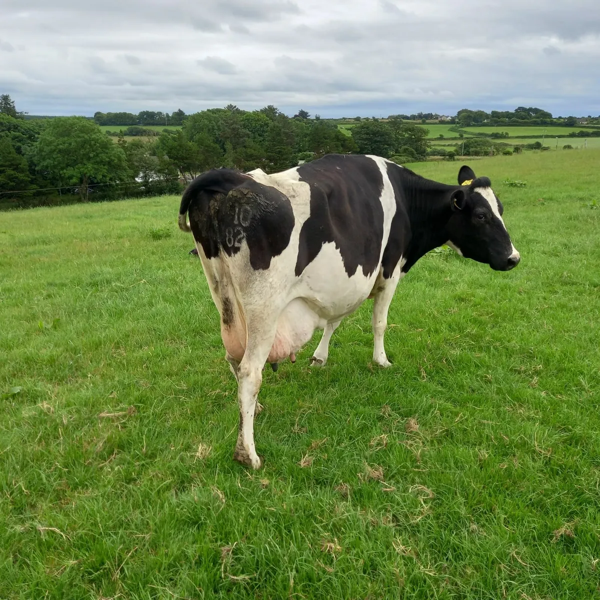 Dairy cow - Image 1