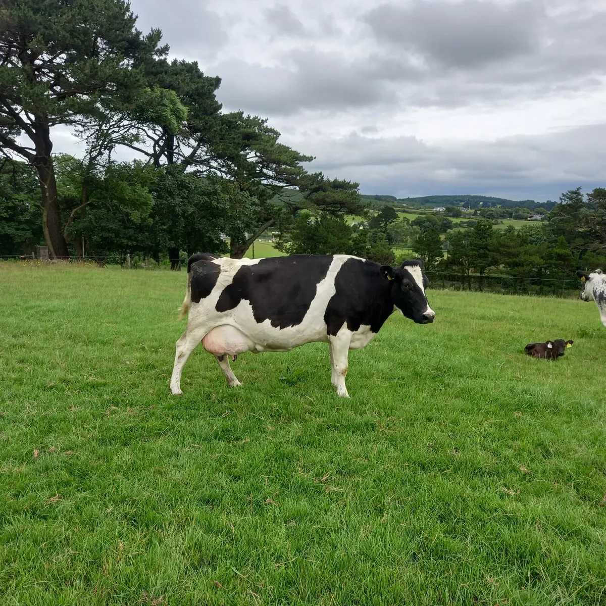 Dairy cow - Image 2