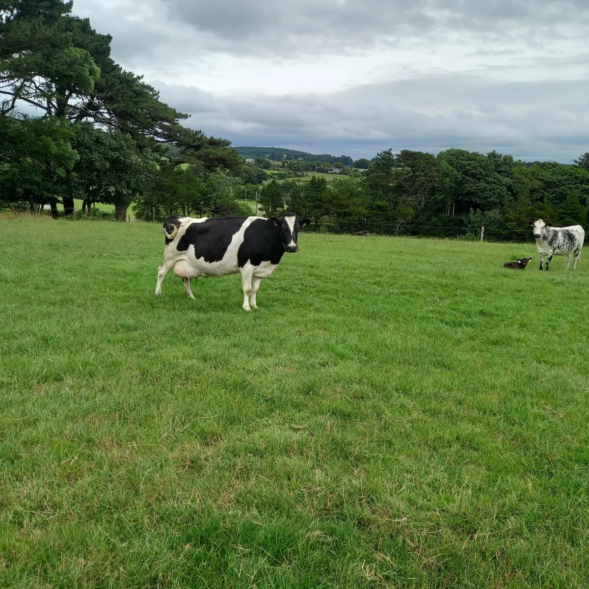 Dairy cow - Image 3