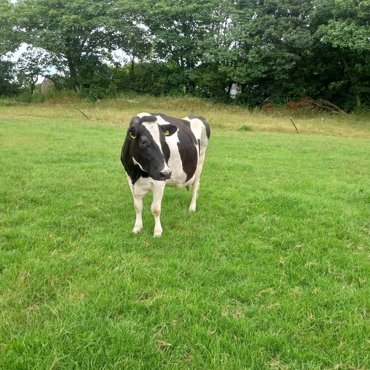 Dairy cow - Image 4