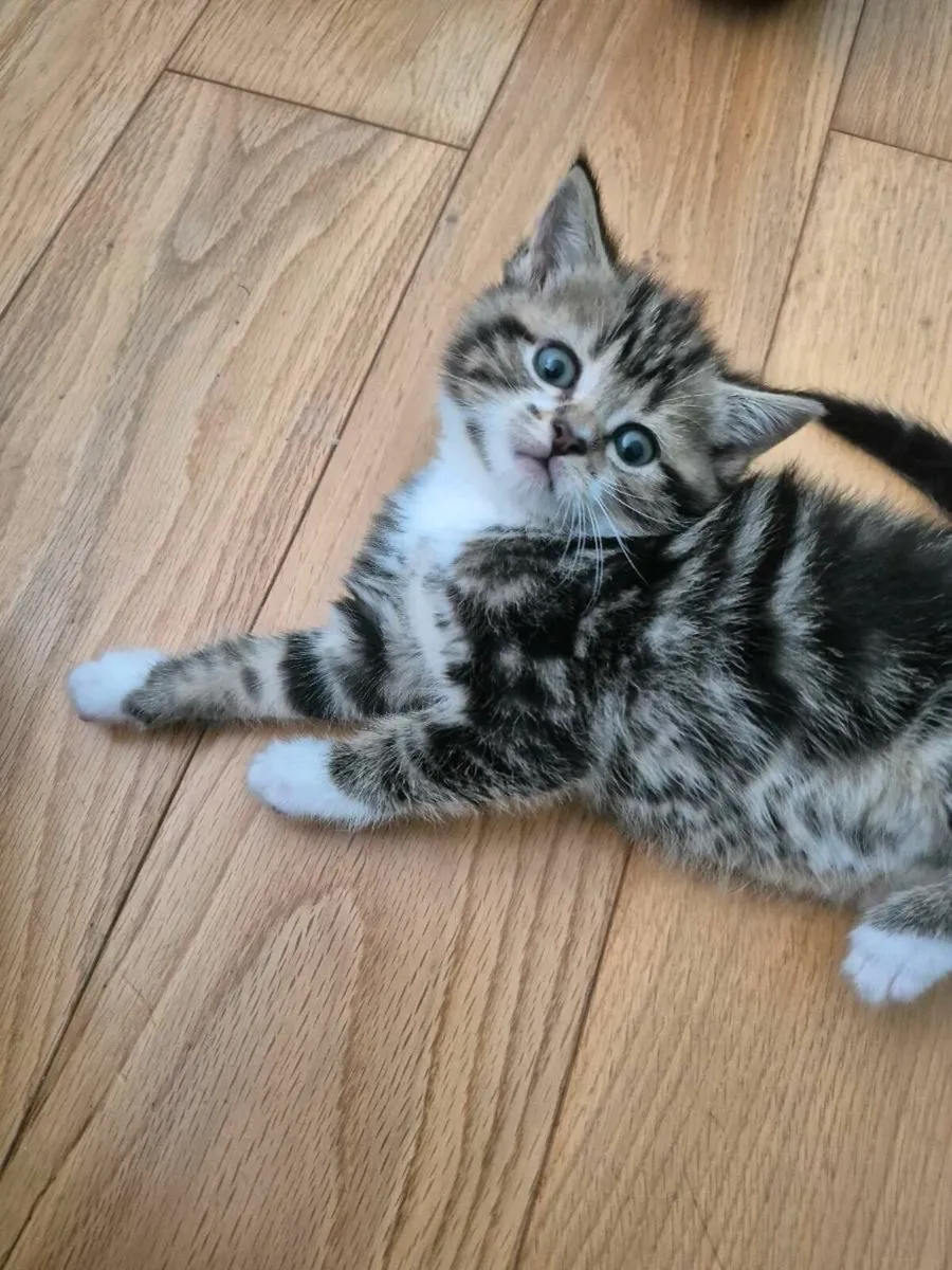 Kittens - Image 1