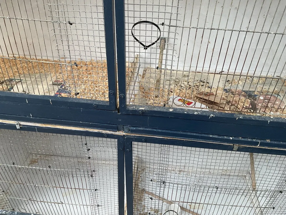 Bird cages - Image 2