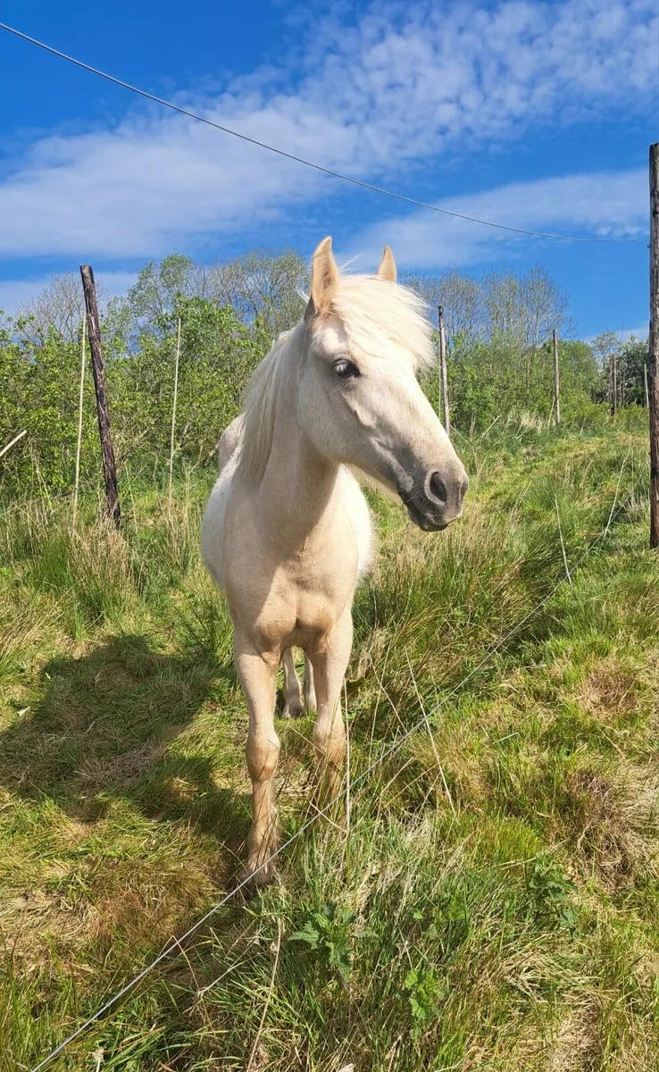 Palomino gelding