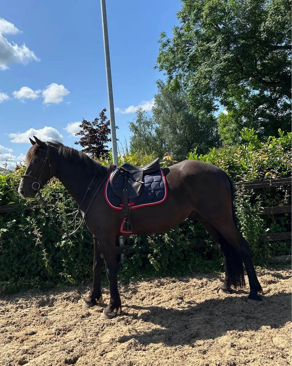 15.1 4 year old gelding - Image 1