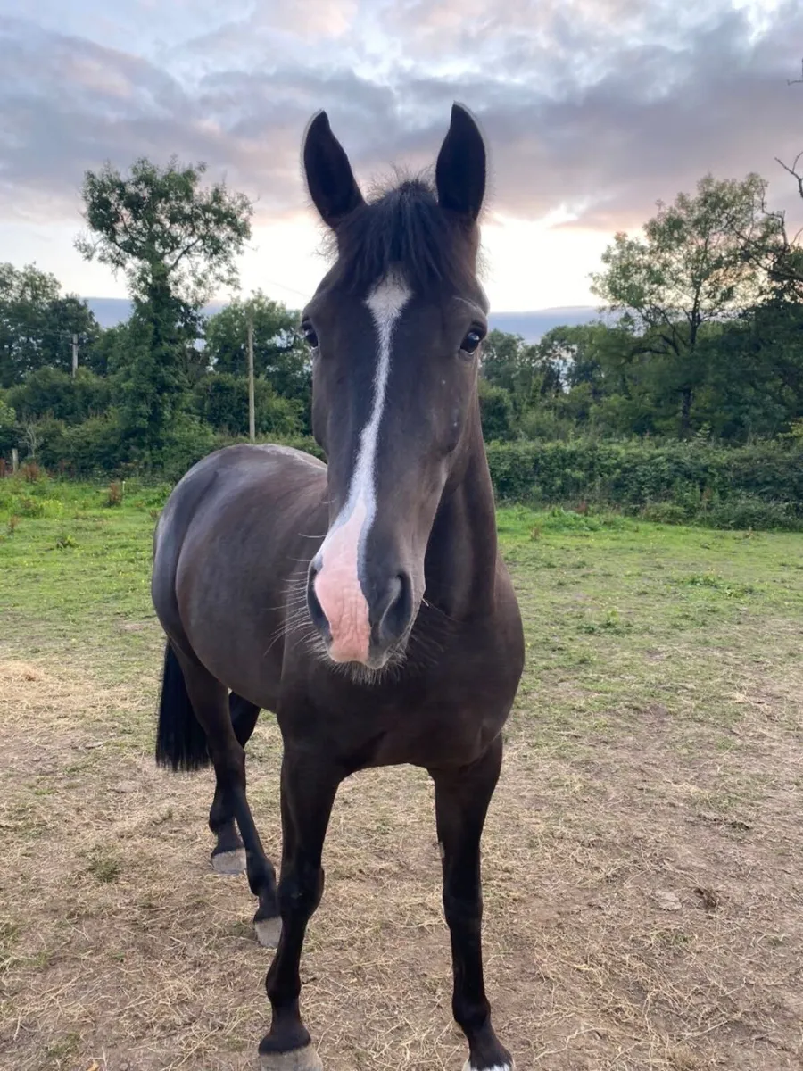 15.1 4 year old gelding - Image 2