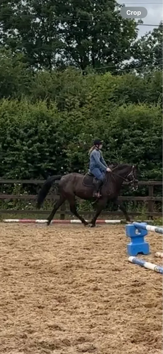 15.1 4 year old gelding - Image 3