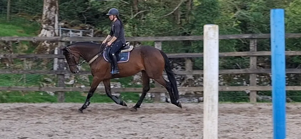 8 Yr Old Show Jumping Mare - Image 3