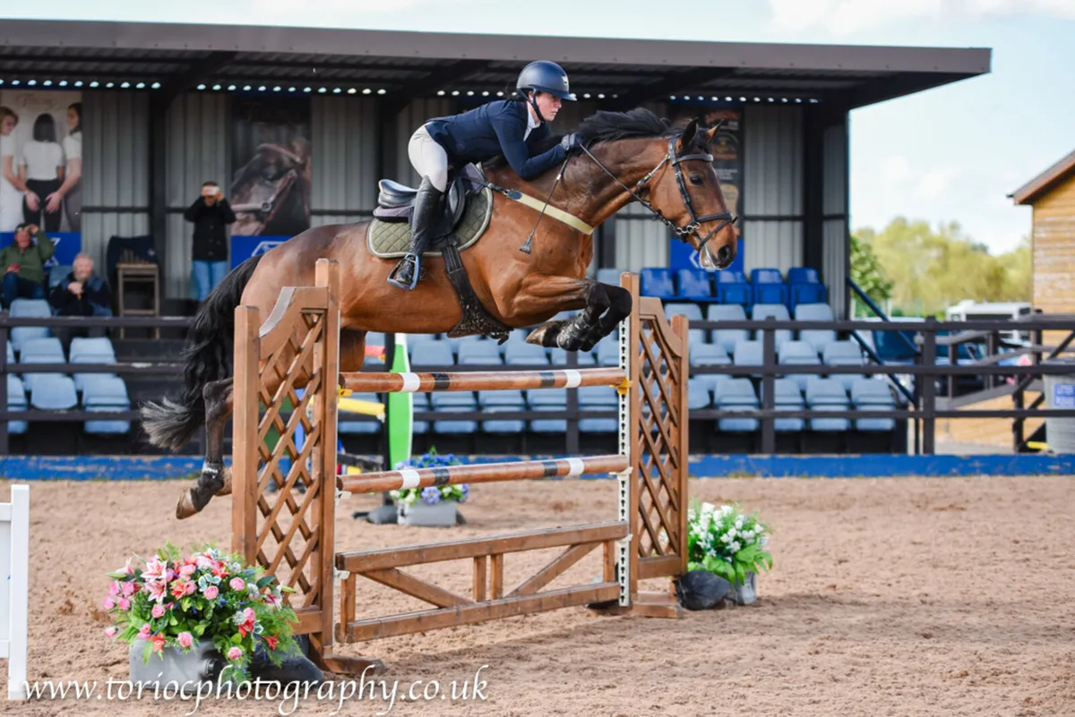 8 Yr Old Show Jumping Mare - Image 1