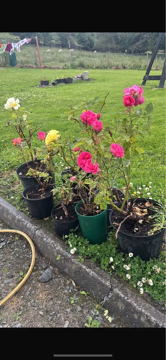 Rose bushes