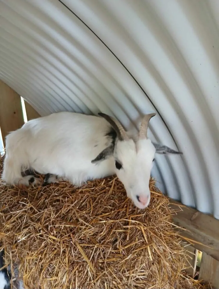 Pygmy goat - Image 1