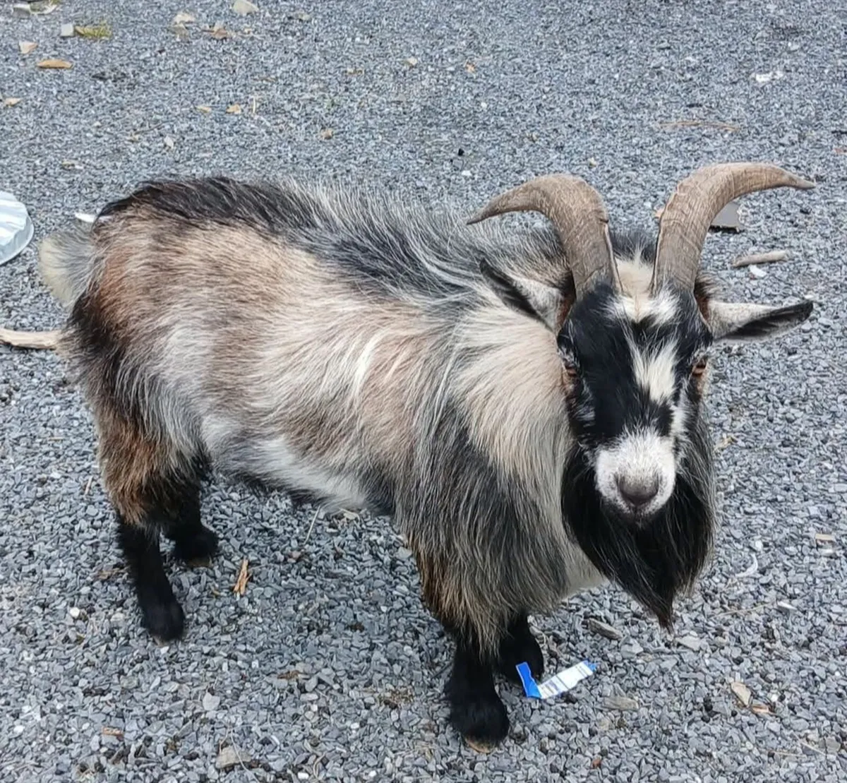 Pygmy goat - Image 2