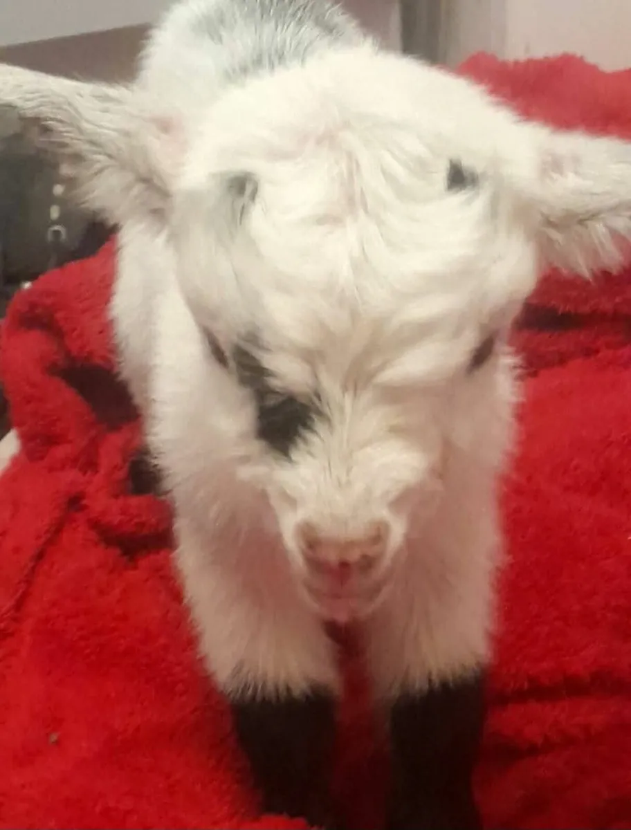Pygmy goat - Image 3
