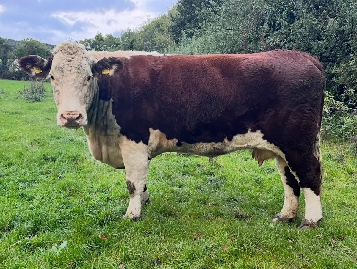 Incalf Purebred Hereford cow - Image 1