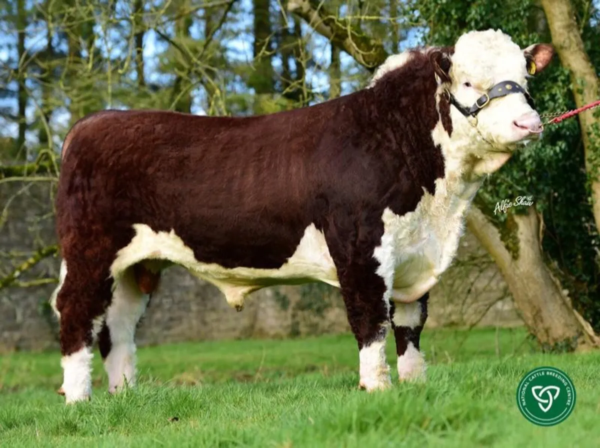 Incalf Purebred Hereford cow - Image 3
