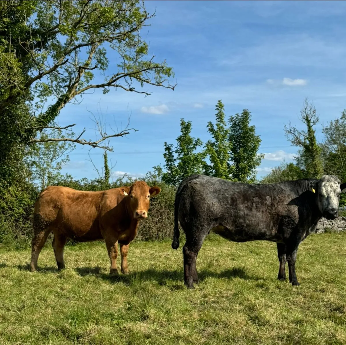 Springers For Sale - Image 2
