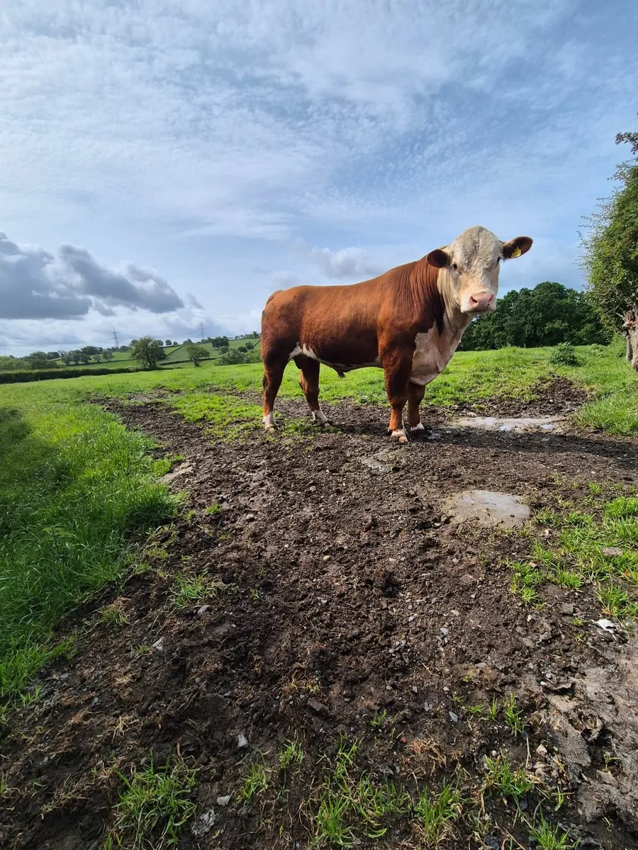 Pedigree hereford Bulls - Image 2