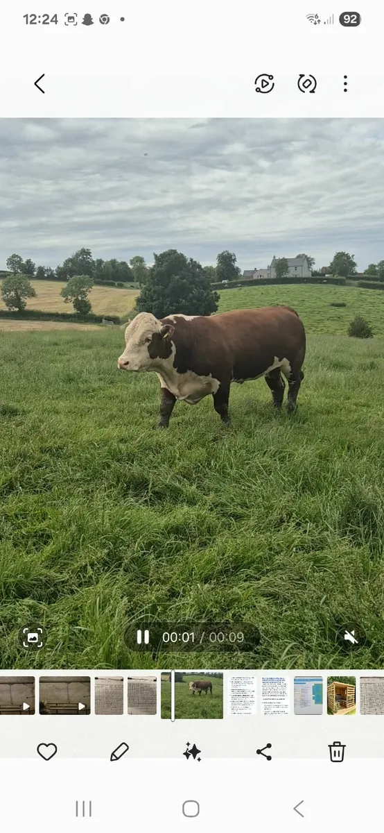 Pedigree hereford Bulls - Image 1