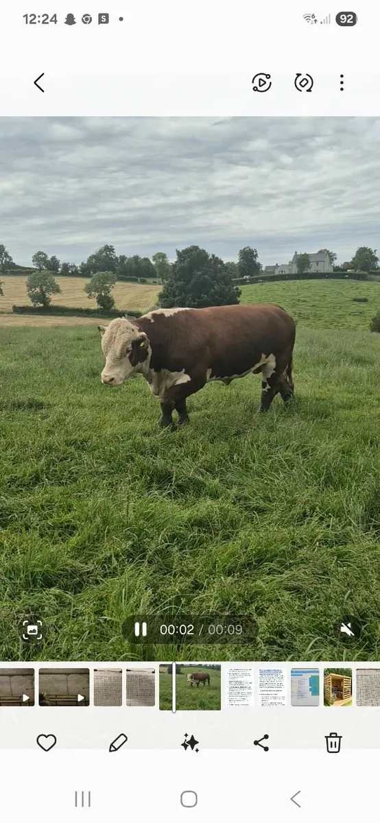 Pedigree hereford Bulls - Image 3