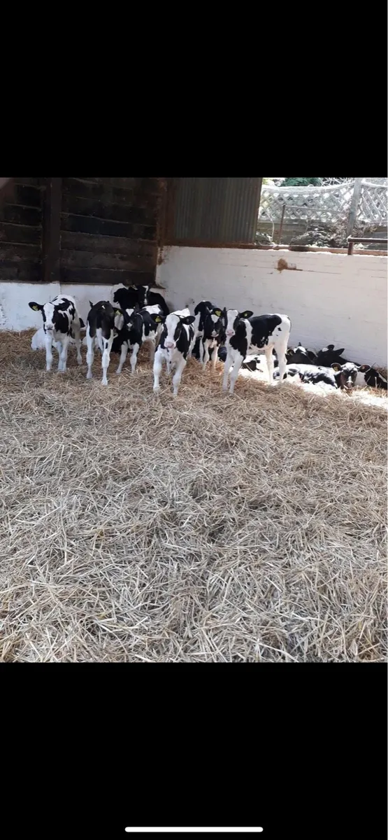 Heifer calves wanted