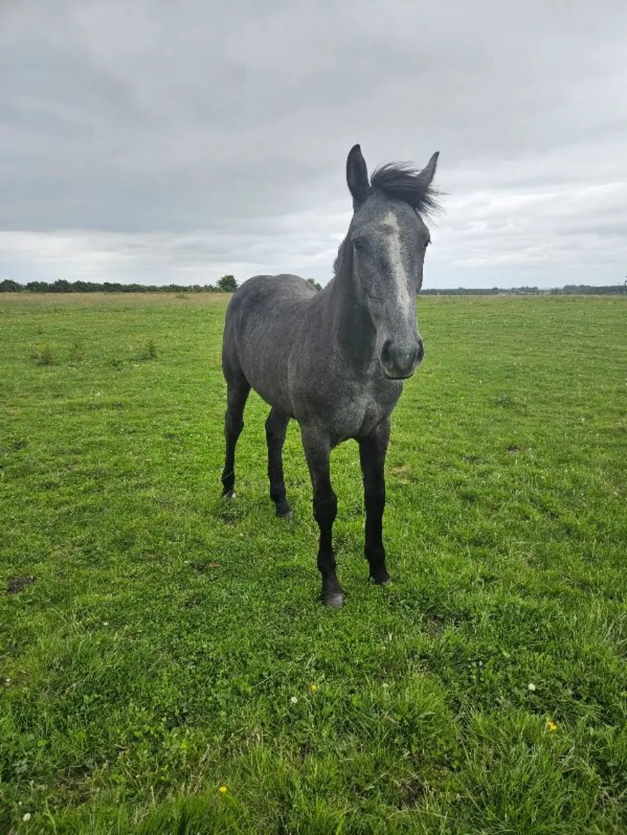 Yearling Draft Filly - Image 1