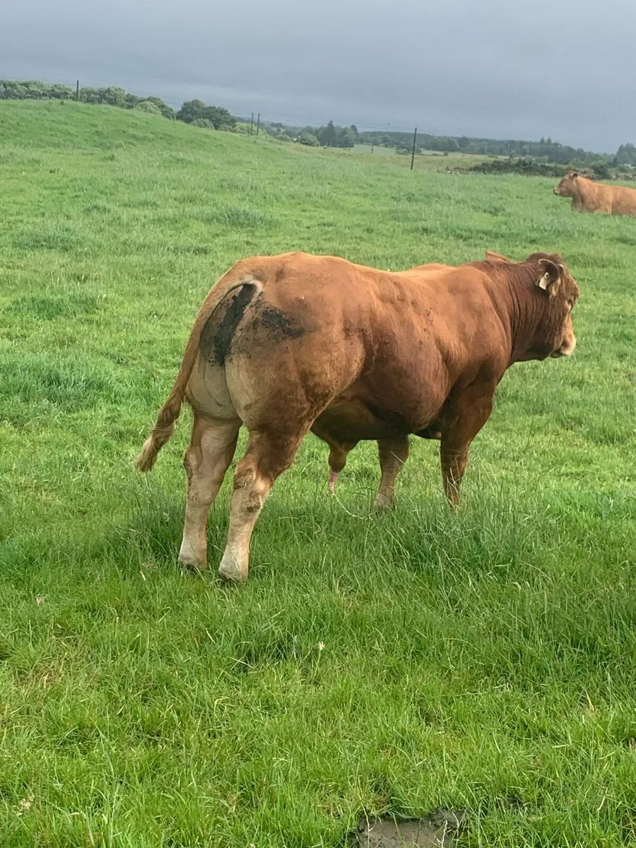 Pedigree AI Rolex bull - Image 2