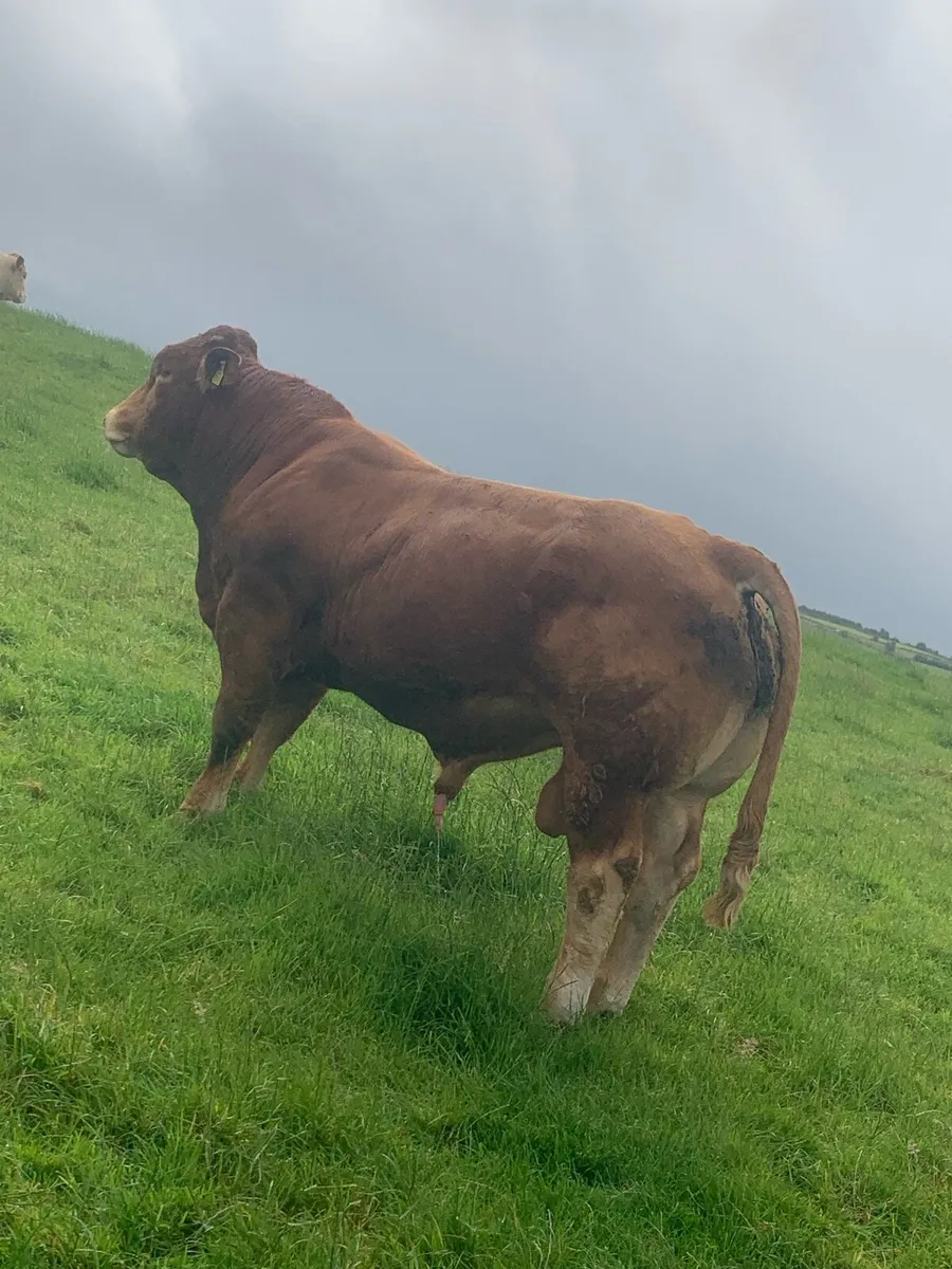Pedigree AI Rolex bull - Image 4