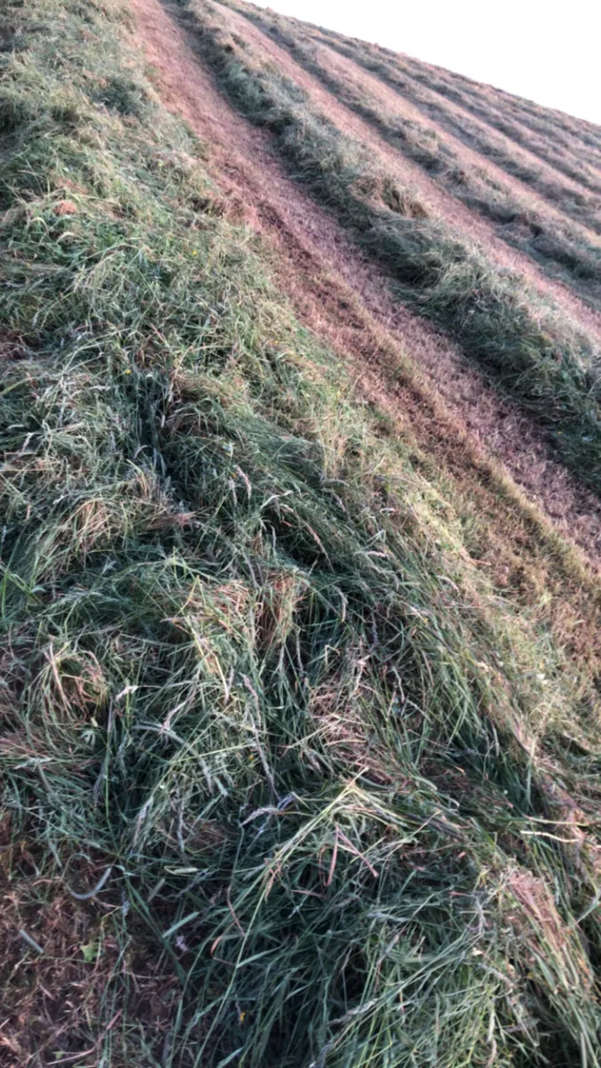 75 Silage bales (baled 2nd July) - Image 3