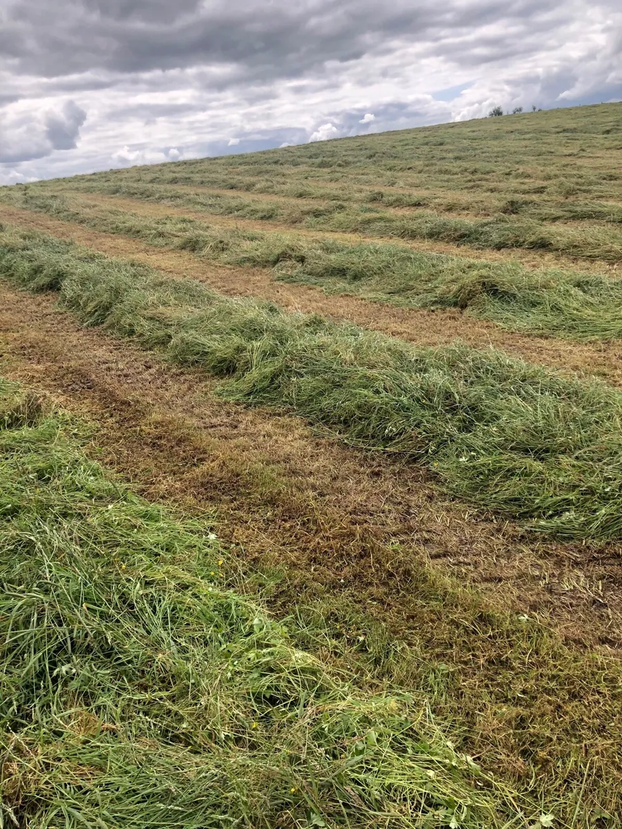 75 Silage bales (baled 2nd July) - Image 2