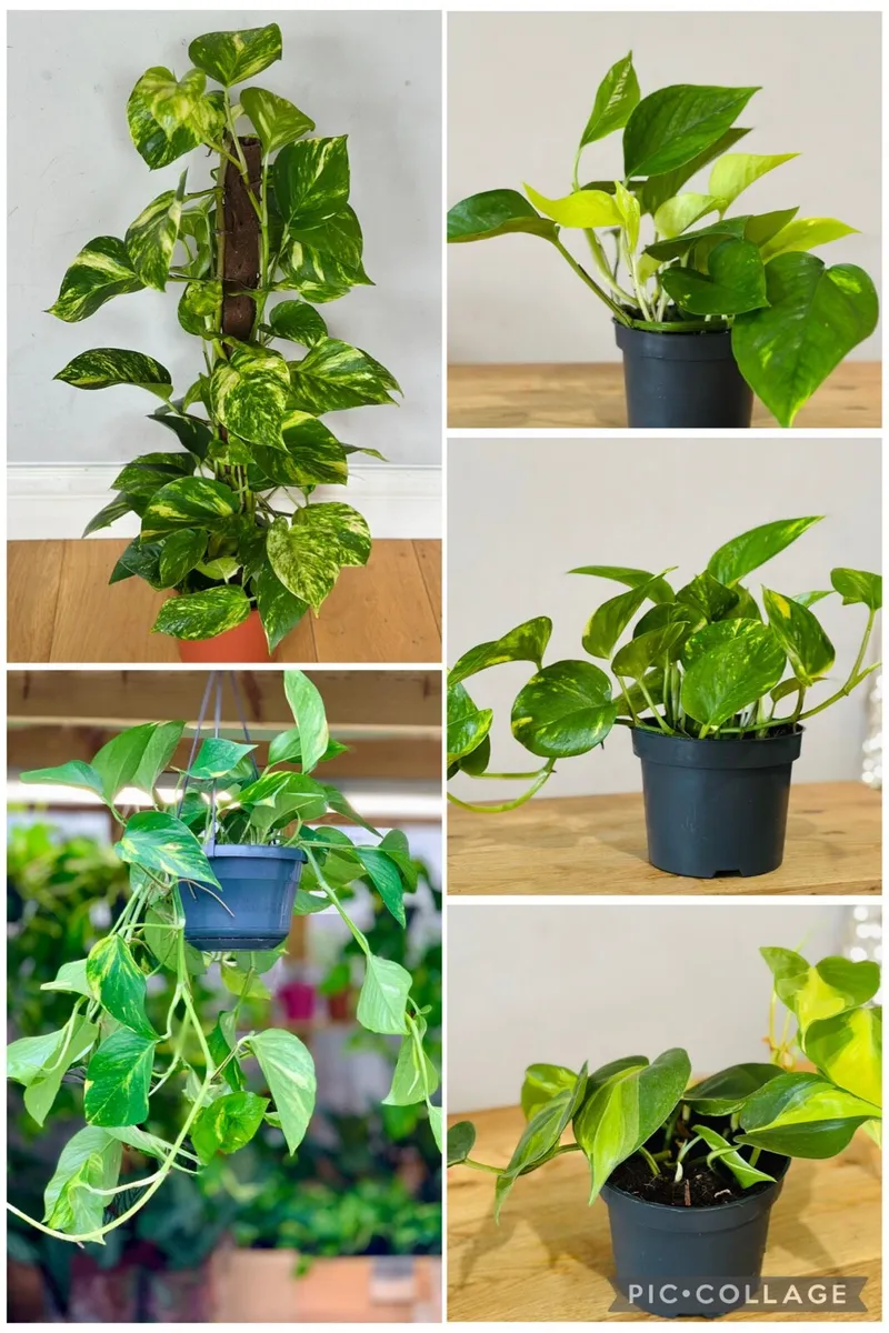 Indoor Plants - Image 1