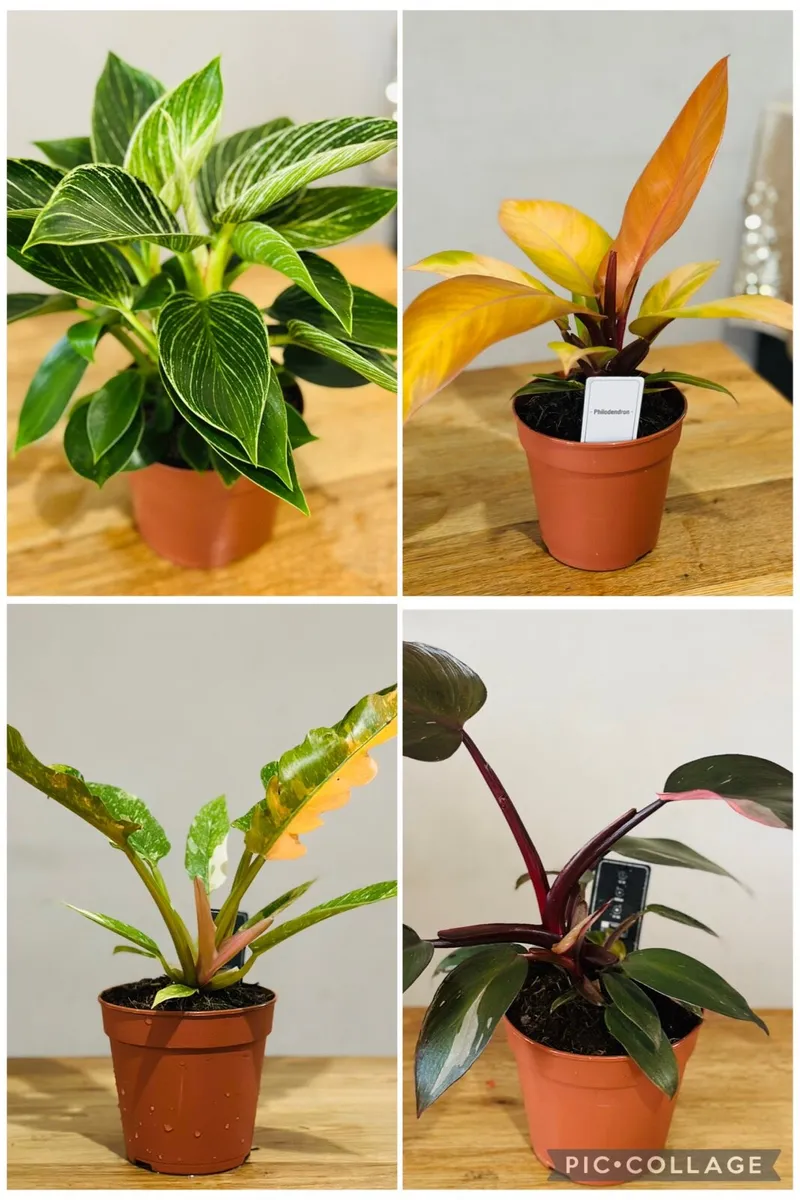 Indoor Plants - Image 2