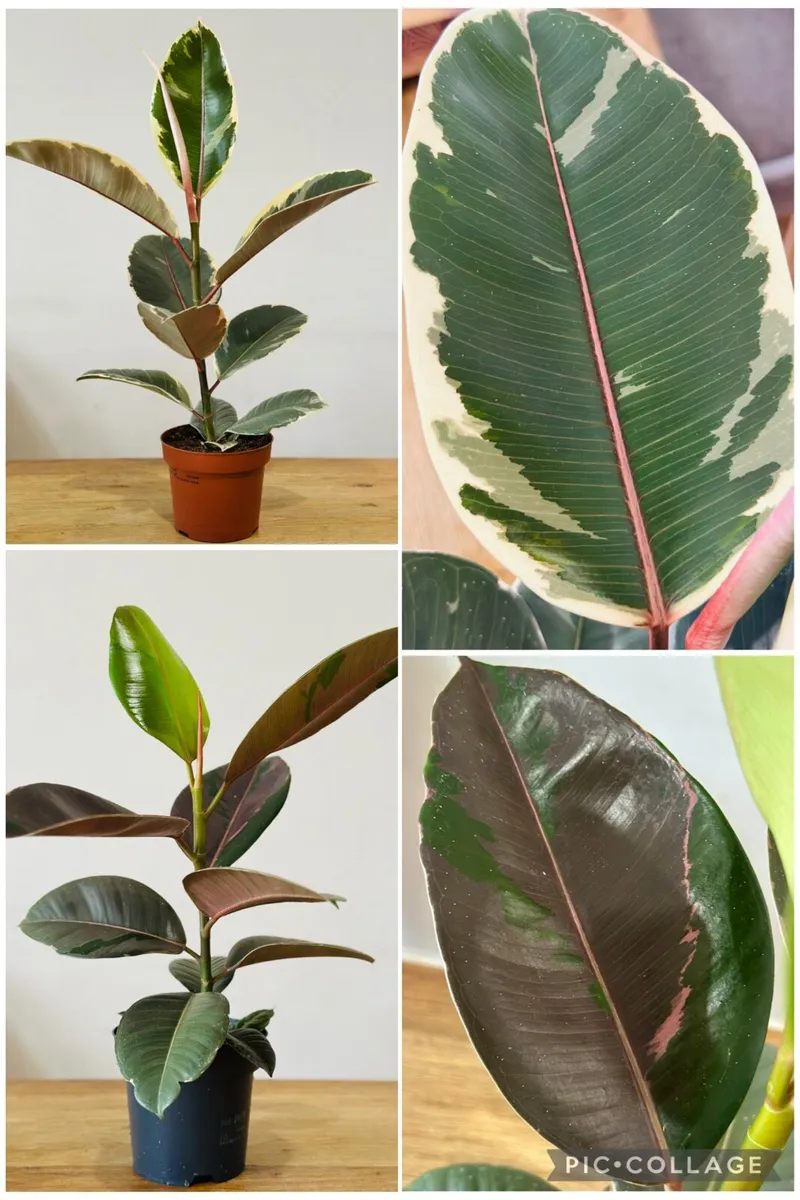Indoor Plants - Image 3