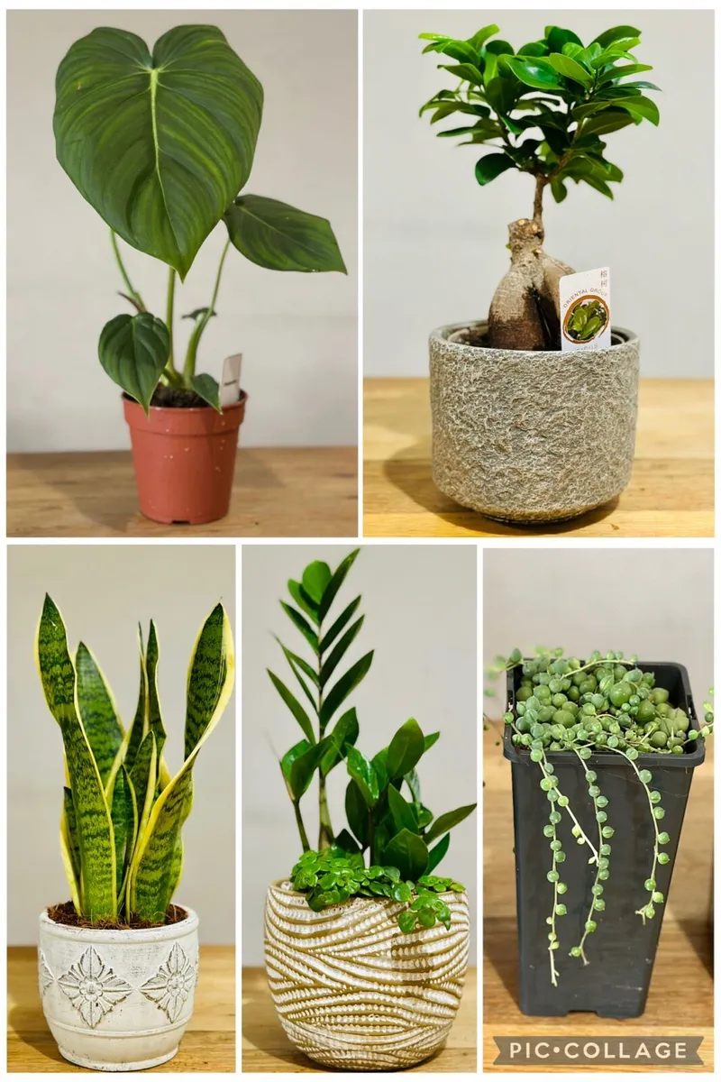 Indoor Plants - Image 4