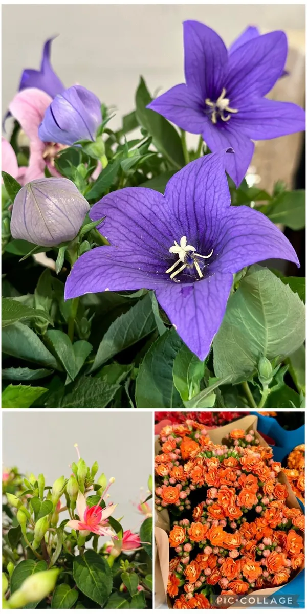 Outdoor Plants - Image 1