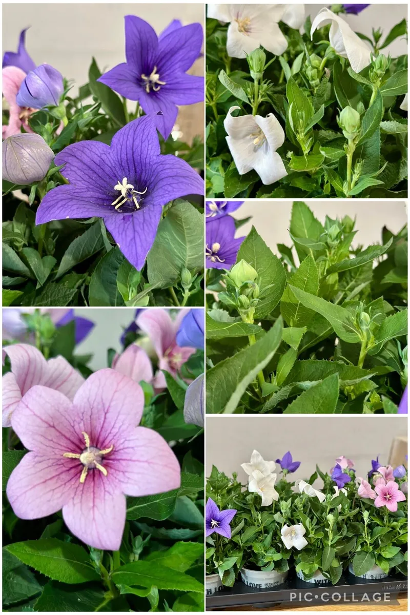 Outdoor Plants - Image 2