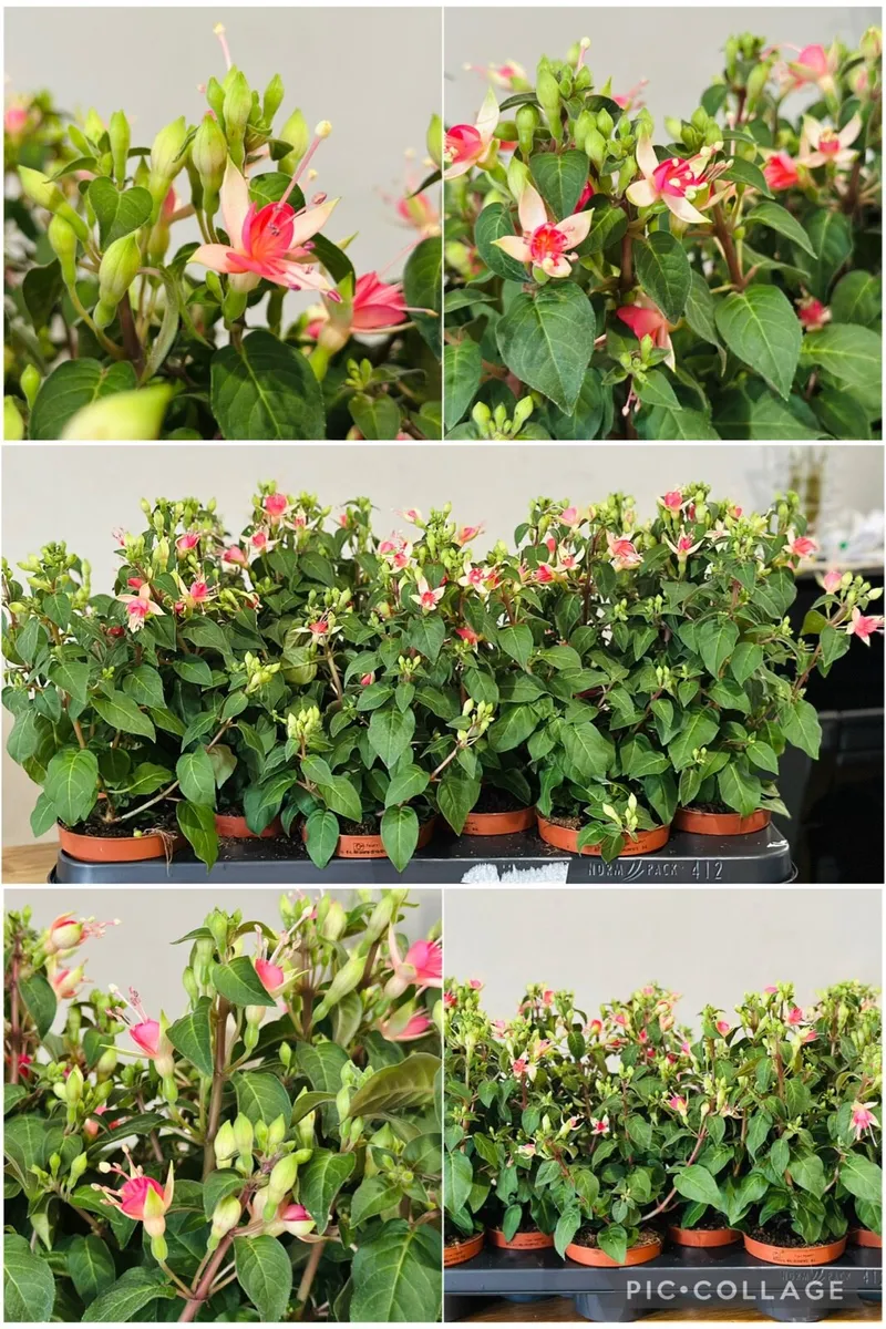 Outdoor Plants - Image 3
