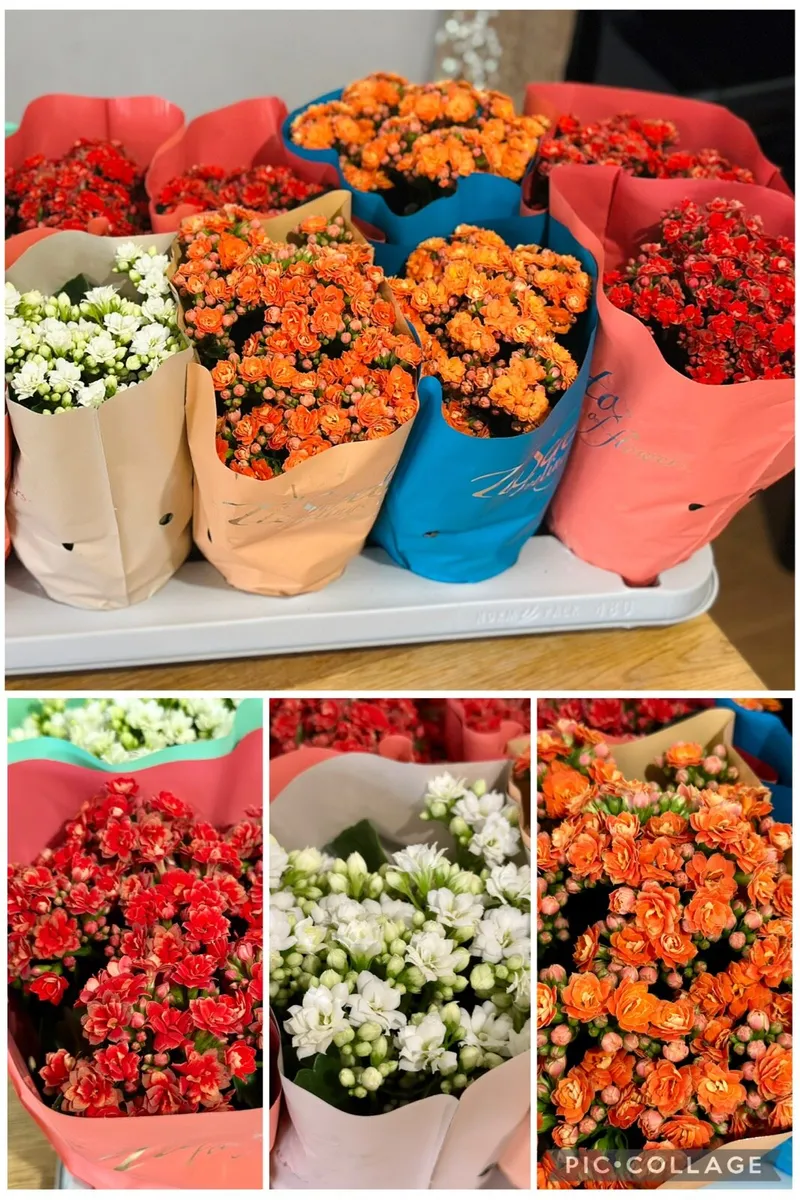Outdoor Plants - Image 4