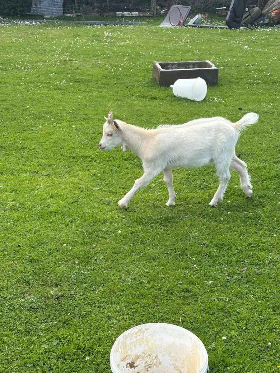 Goats - Image 2