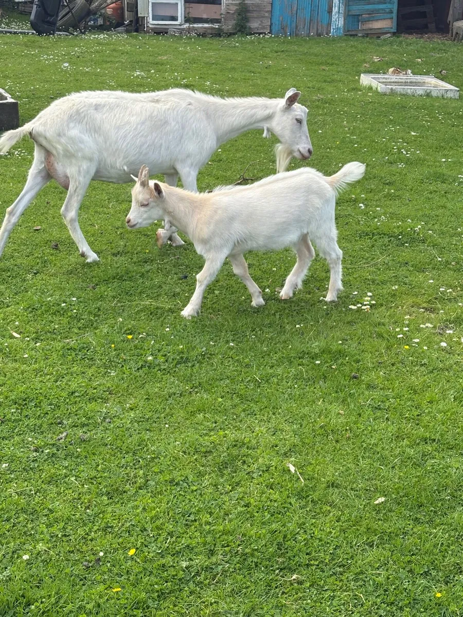 Goats - Image 3