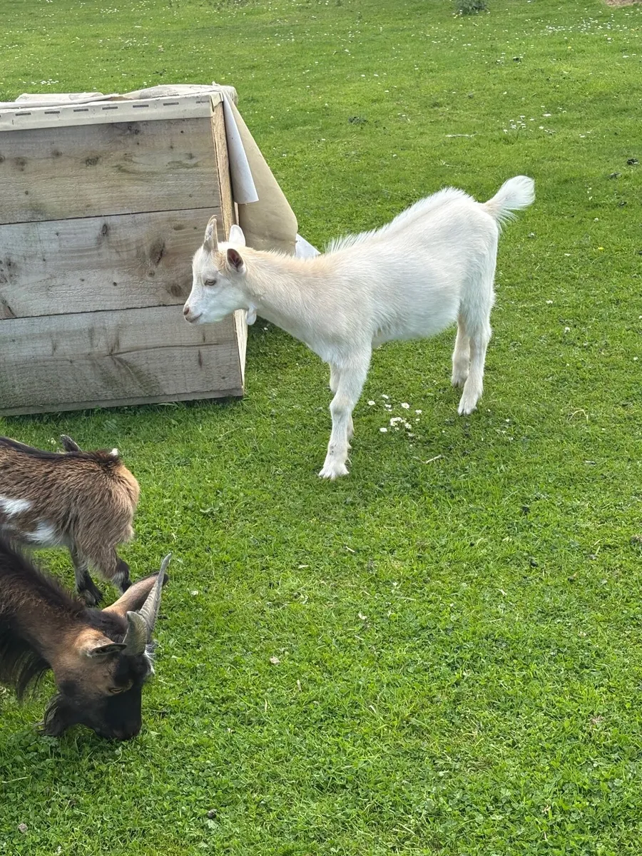 Goats - Image 4