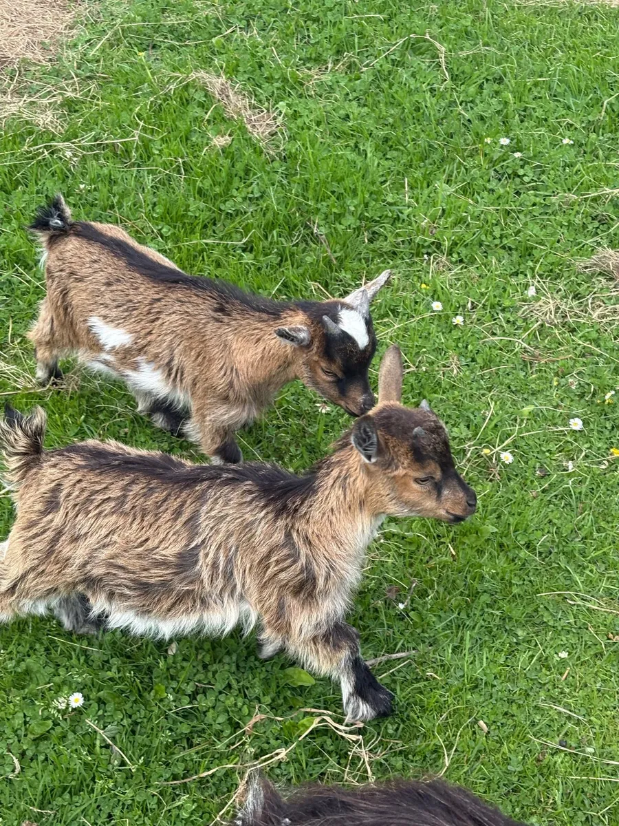 Goats - Image 1