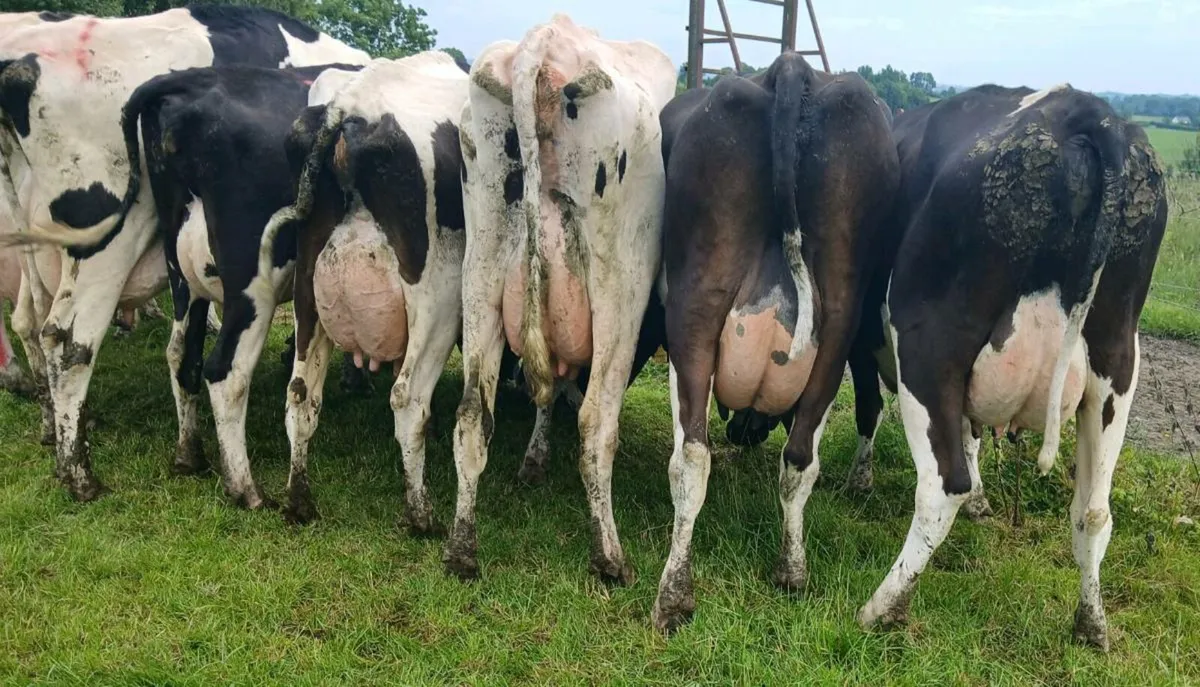 PBR fresh heifers & cows - Image 1