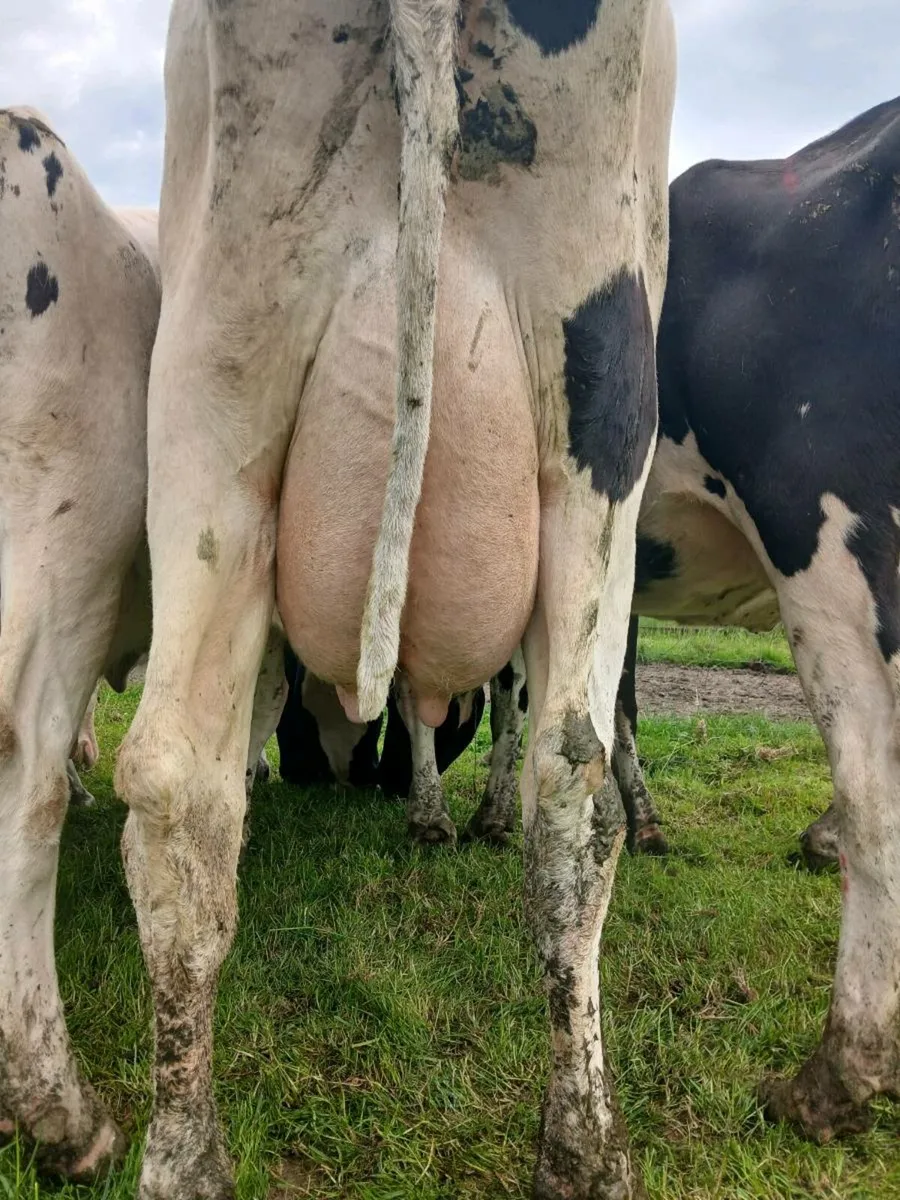 PBR fresh heifers & cows - Image 2