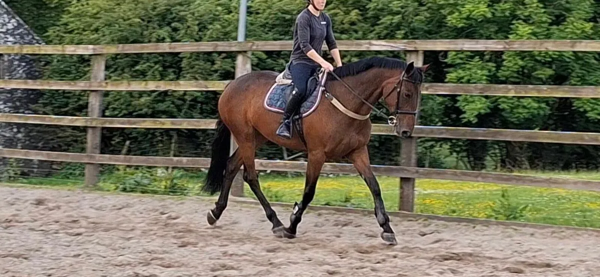 8 Yr Old Show Jumping Mare - Image 2