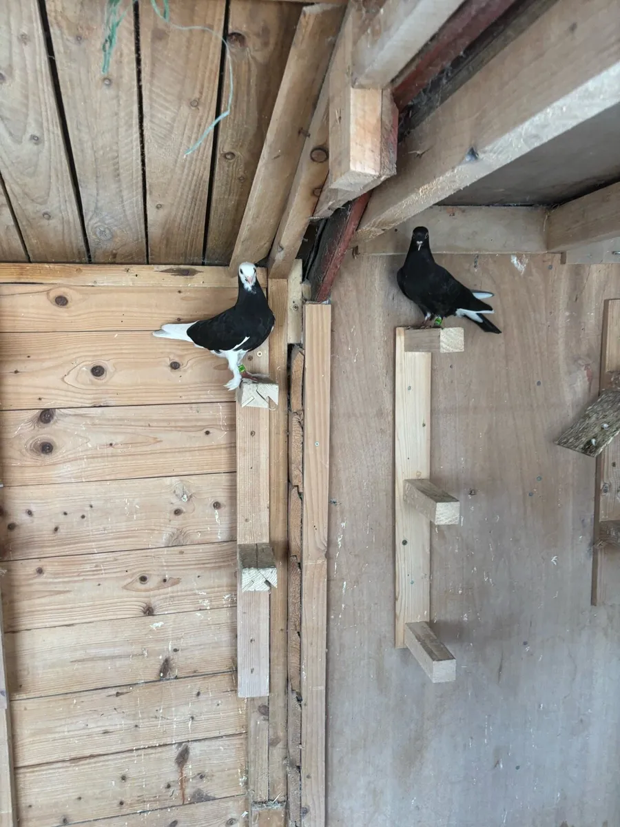 Tumbler/roller pigeons - Image 3