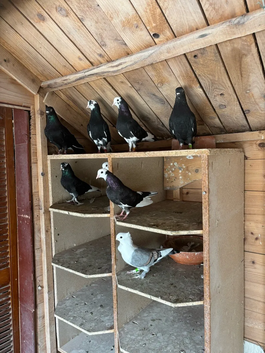 Tumbler/roller pigeons - Image 1