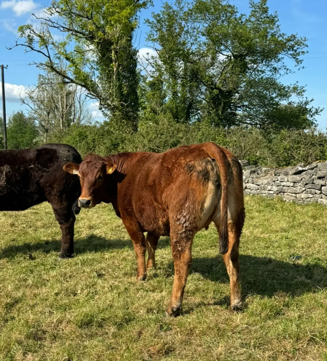 Springers For Sale - Image 1