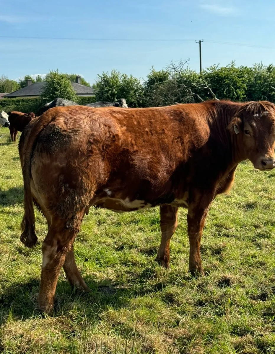 Springers For Sale - Image 3