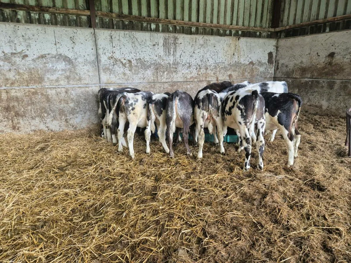 25 BB reared calves - Image 2