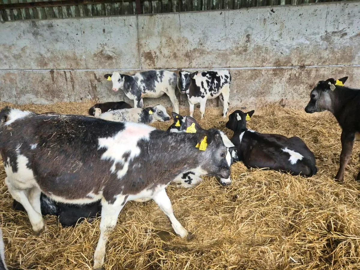 25 BB reared calves - Image 3