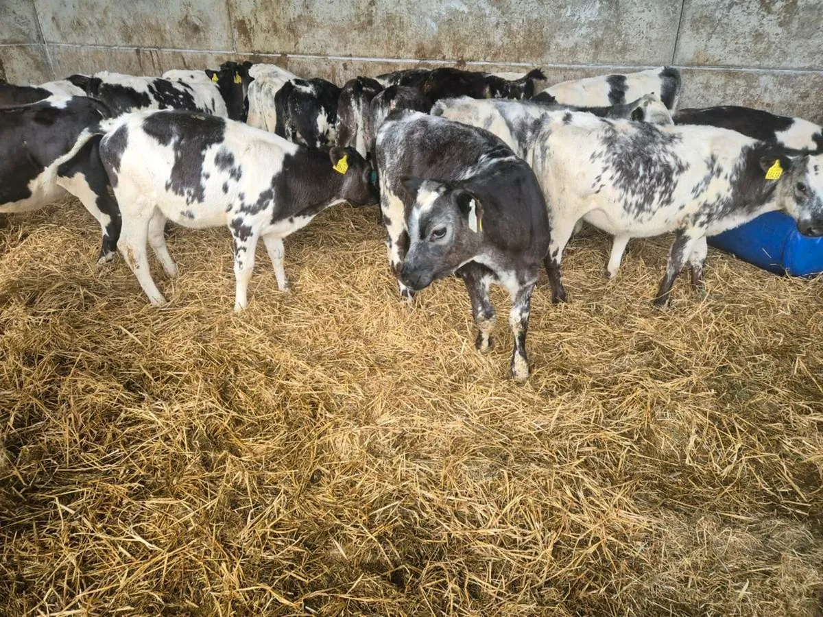 25 BB reared calves - Image 4